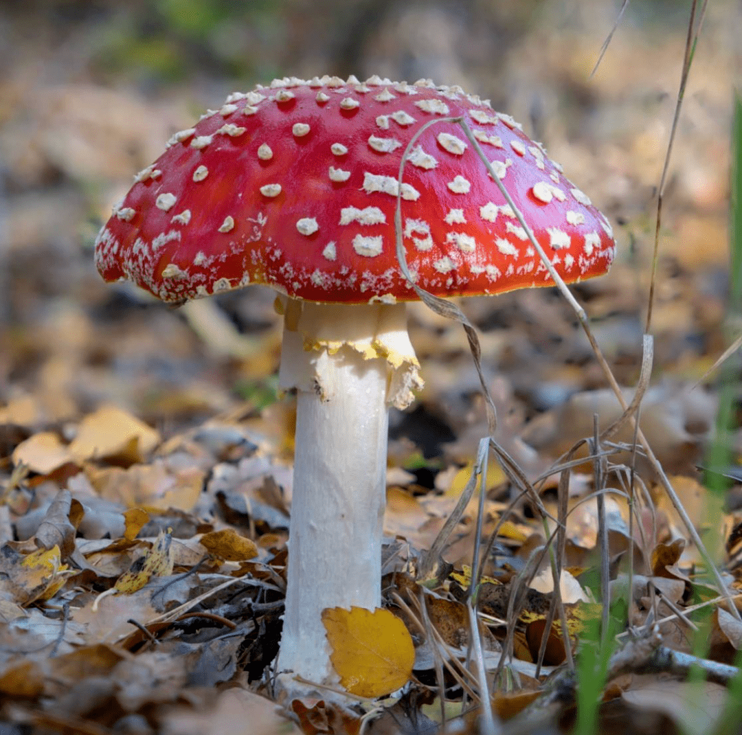 绿野仙踪系列蘑菇照片素材一