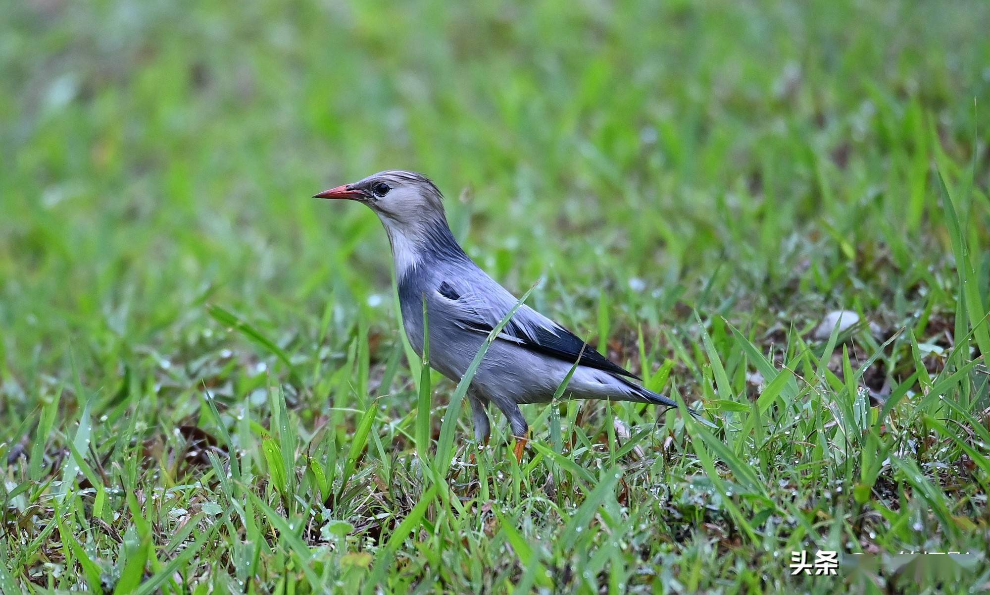 丝光椋鸟在草地里发现了个宝一直不愿离去