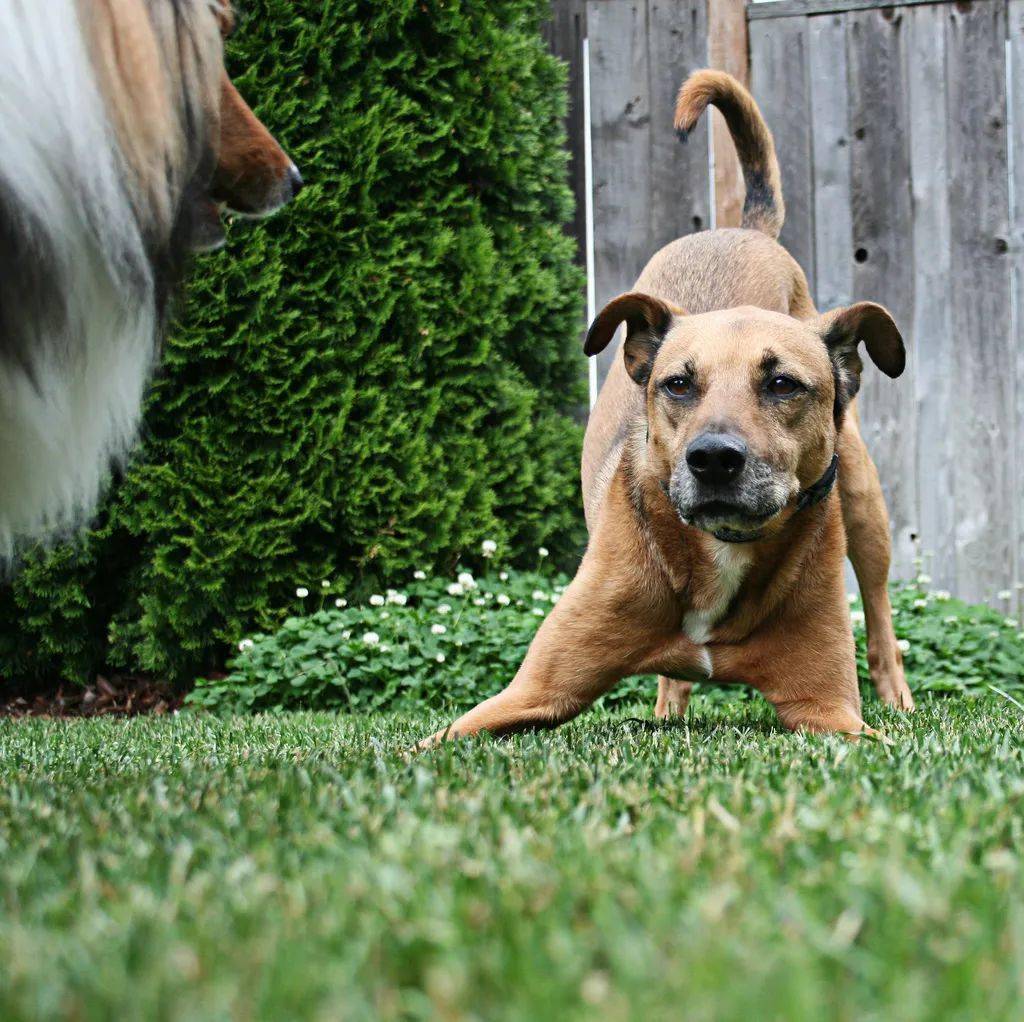 为什么狗会伸懒腰