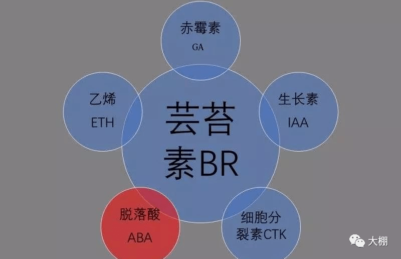 植物激素间的相互关系_赤霉素