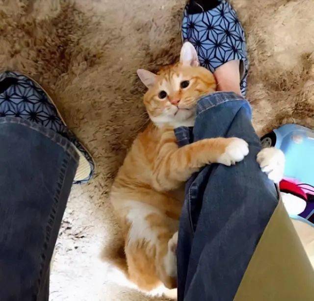 抱大腿表情包猫咪图片
