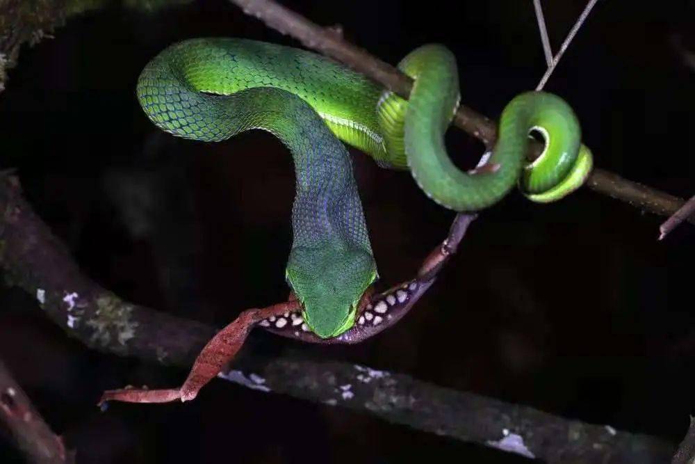 给大家表演一个囫囵吞蛙吧献丑献丑