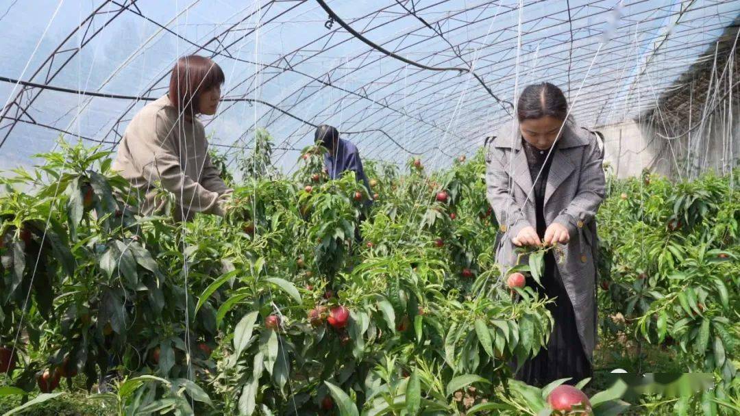 河北迁西罗家屯镇水泉村温室大棚托起百姓致富梦