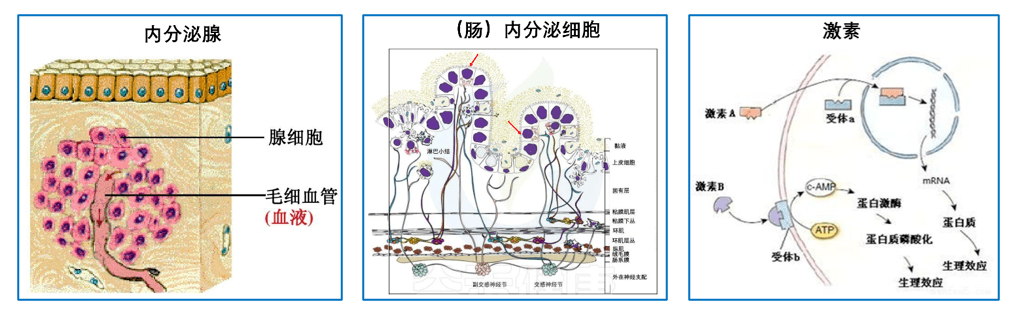 内分泌腺结构图片
