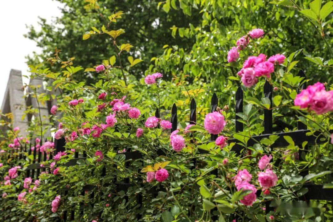 柳树湾惹人爱怜朵朵让人心醉娇艳欲滴清晏园里的蔷薇花清晏园繁花满枝