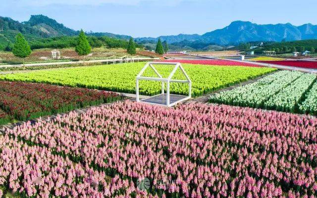 那一定是金华武义的花田小镇.