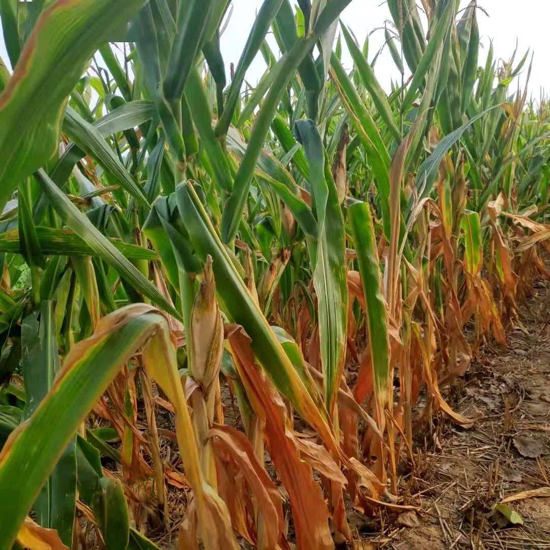 贵州省禁止农民种玉米 中央贵州禁止种玉米