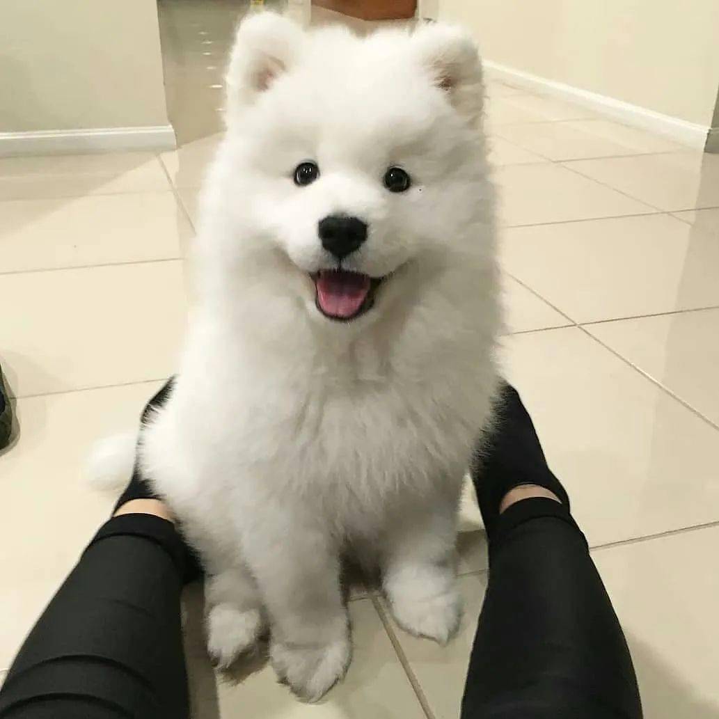 萨摩耶宝宝,咋个个都这么可爱!_颜霸