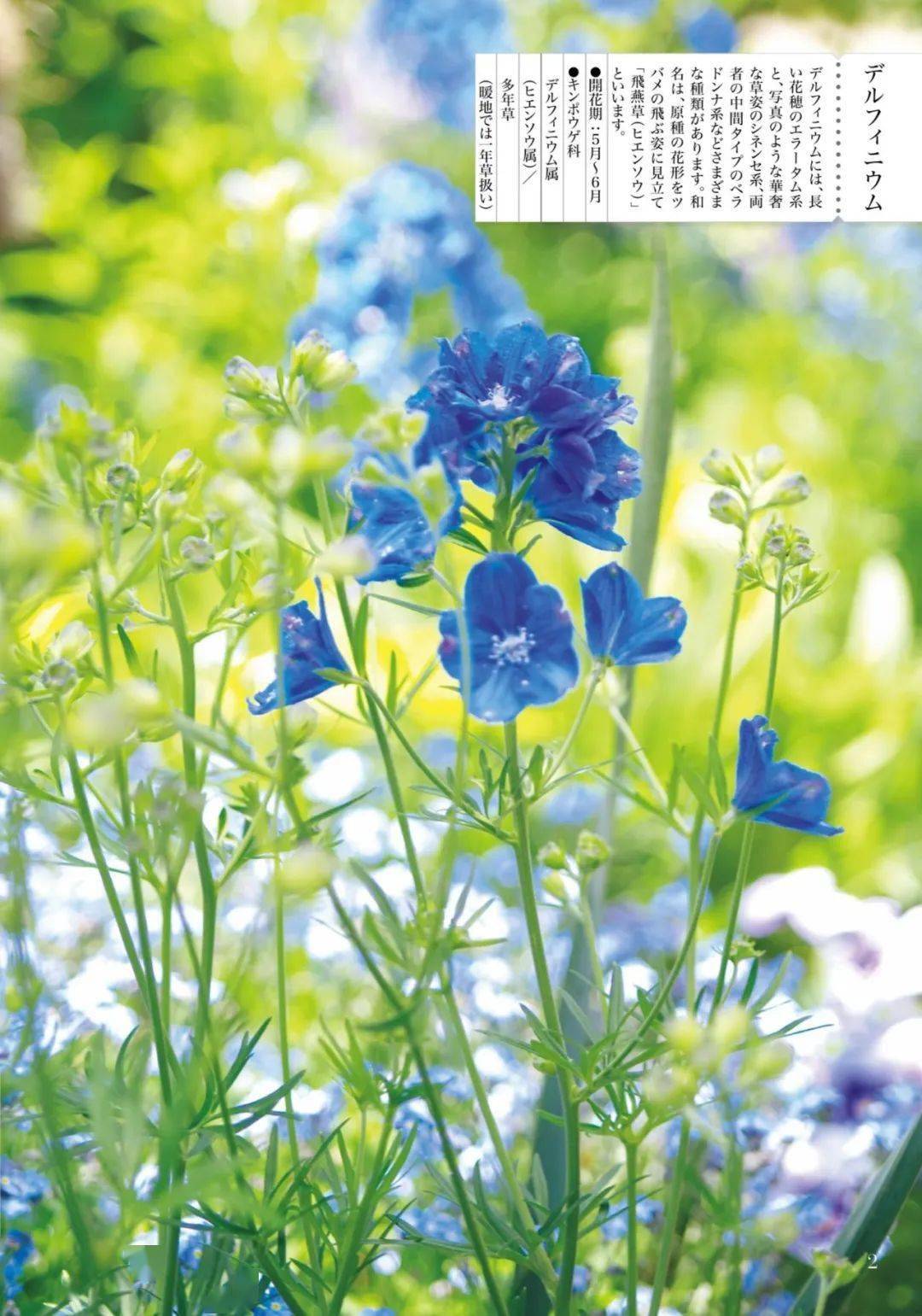 美 是一场花事 Dior