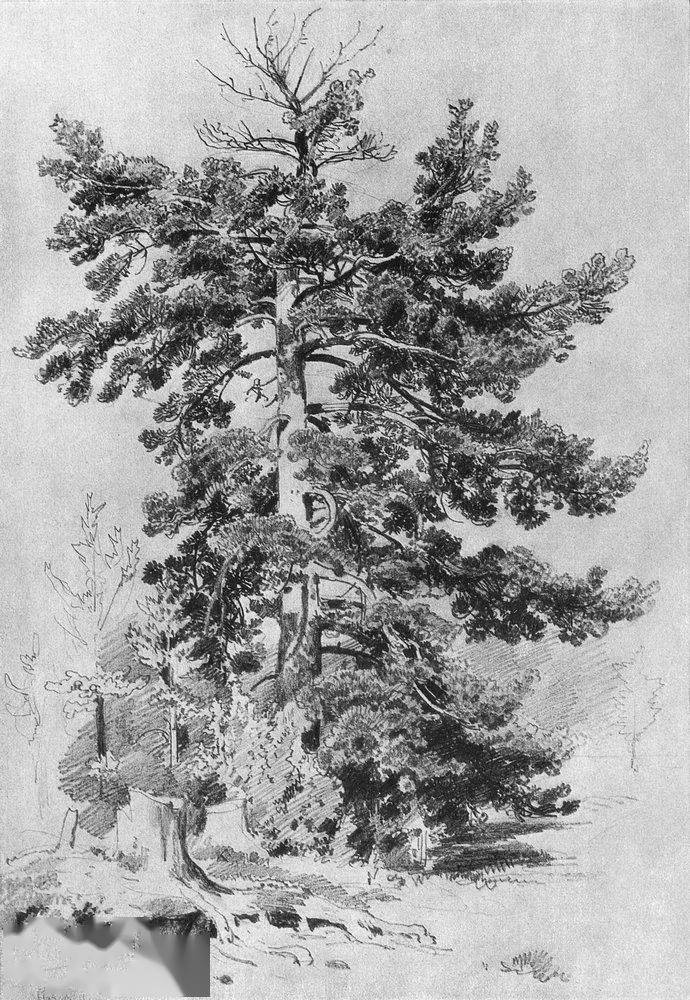 俄罗斯大师希施金素描作品大森林的美与神秘被渲染得淋漓尽致