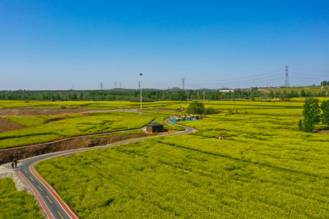 周末→打卡金沙河红薯岭_的花海