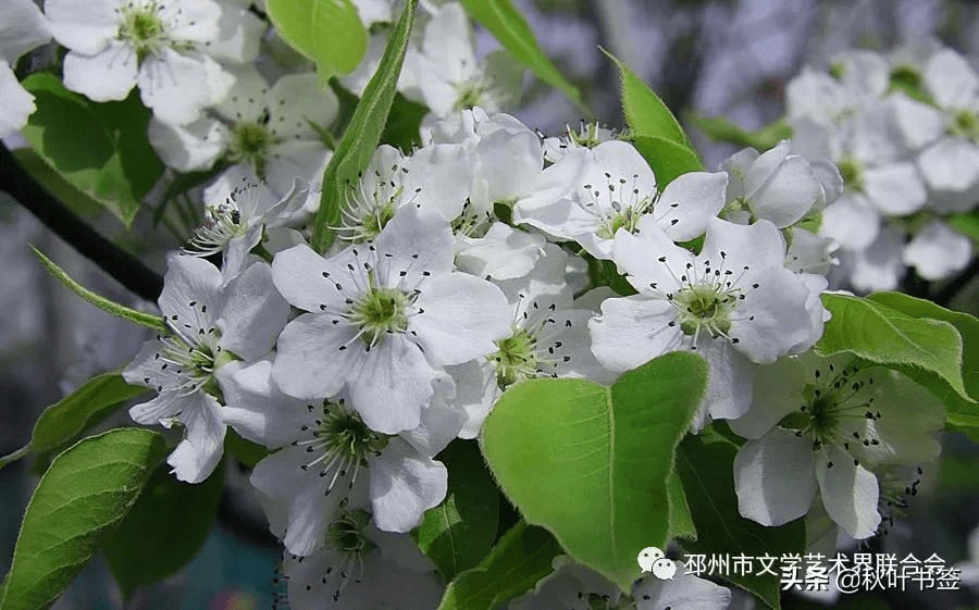 诗意人生:小径幽幽,梨花带雨_清明
