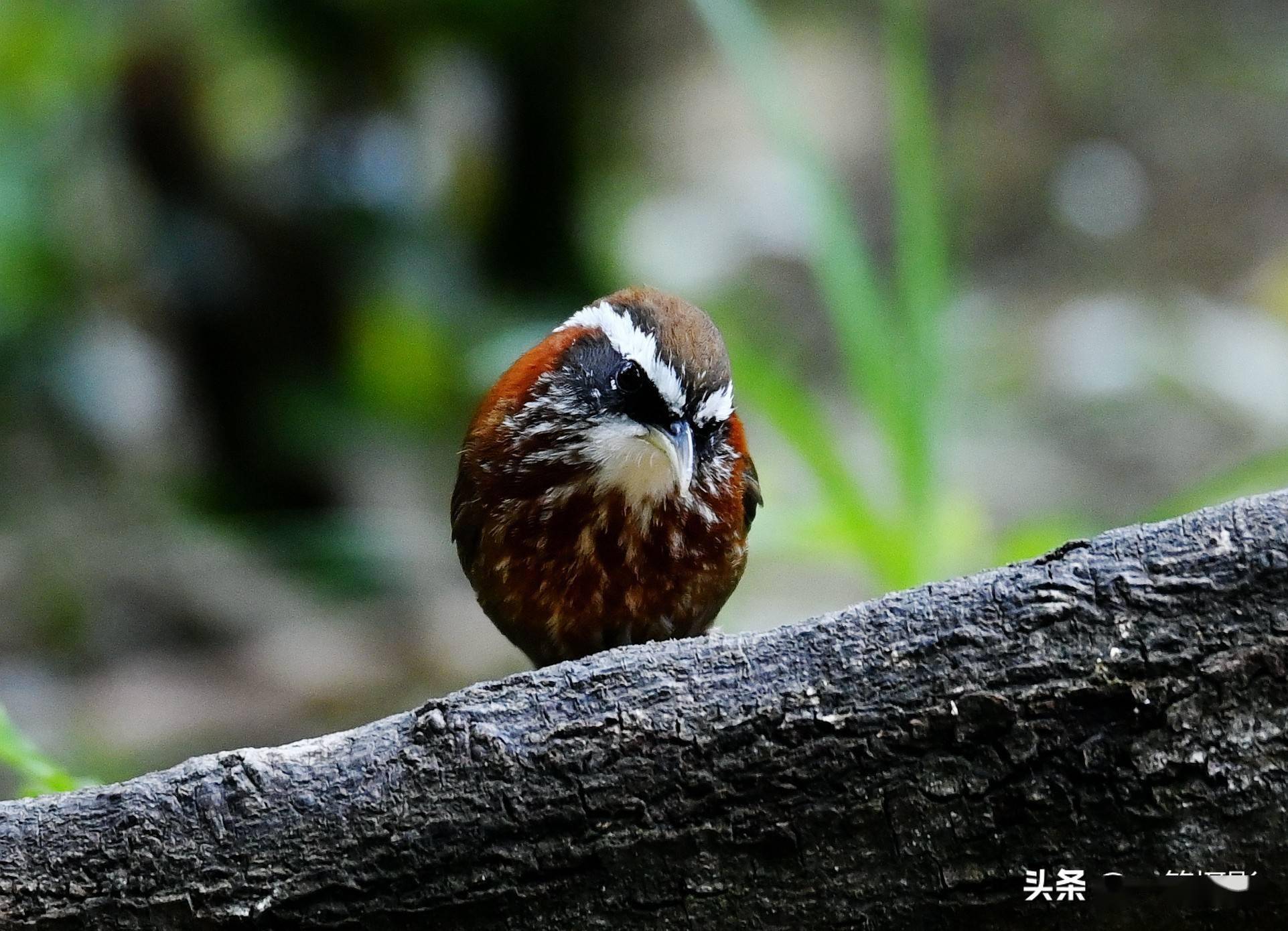 广东南岭大山里的棕颈钩嘴鹛 褐色