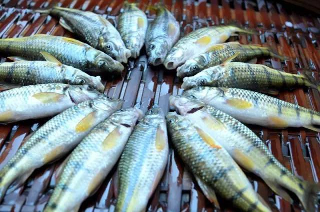 邵东哪条河里还有这种鱼