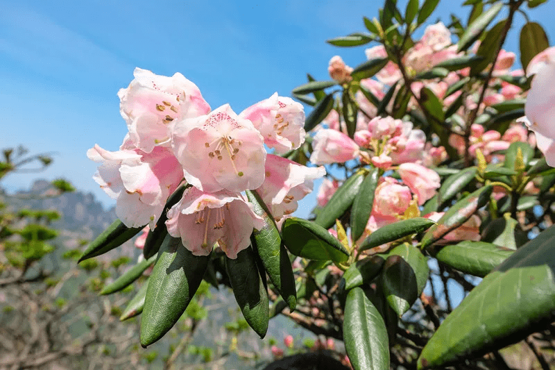 春游江淮请您来 | 高山杜鹃,来自黄山的限定浪漫