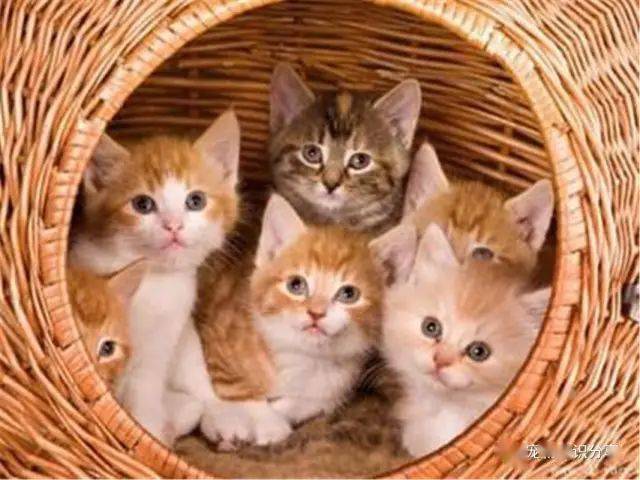 梦到好多只死猫，深层解析与心理暗示
