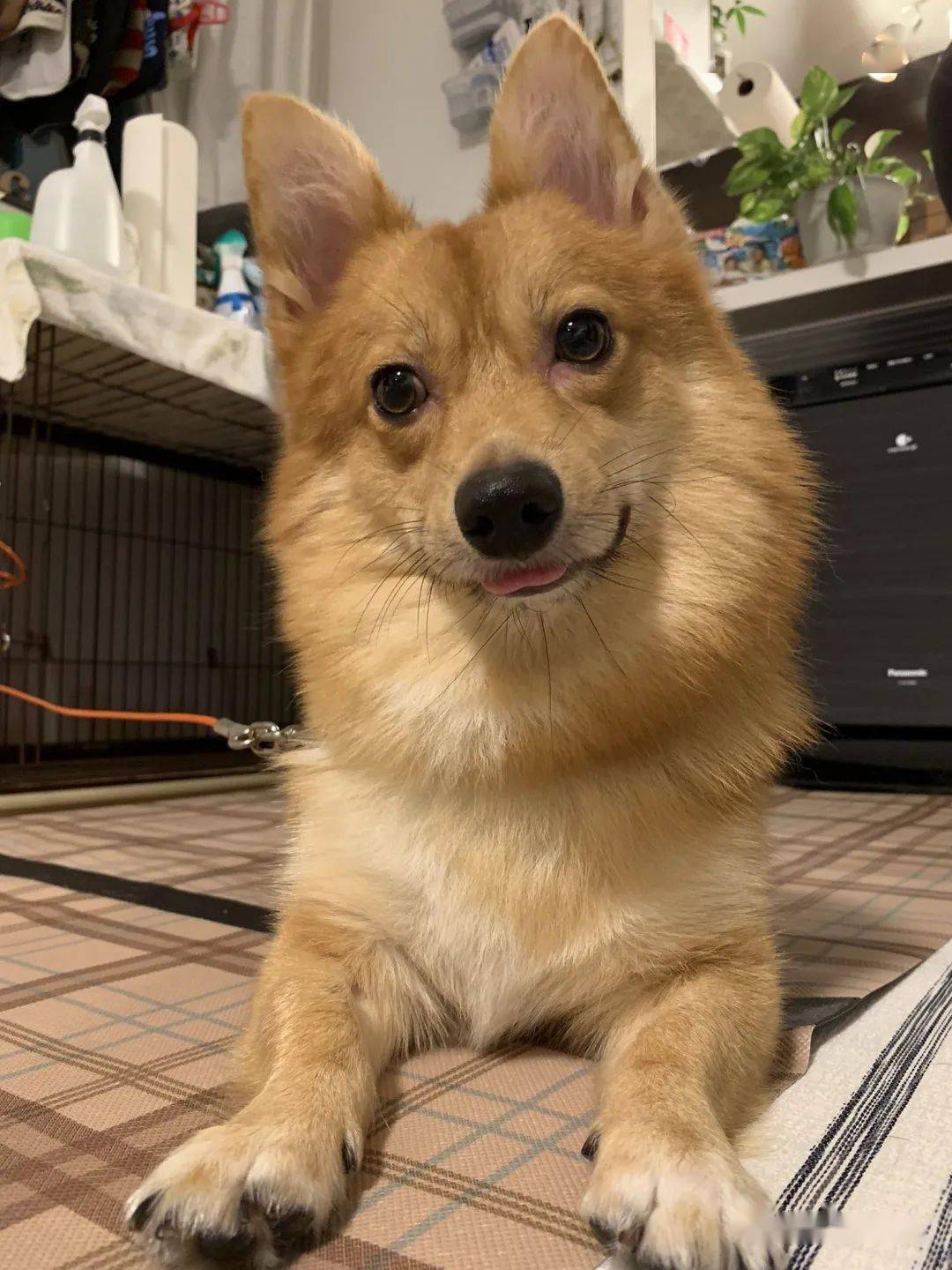 柯基 甲斐犬,狗子长成了熊的模样?柯基的小短腿基因,真的太强了