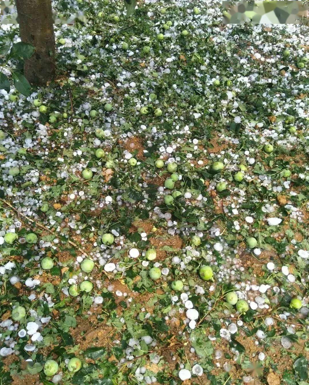 不料冰雹挺及时的,烟台招远蓬莱,龙口等地再次遭遇冰雹袭击,据了解