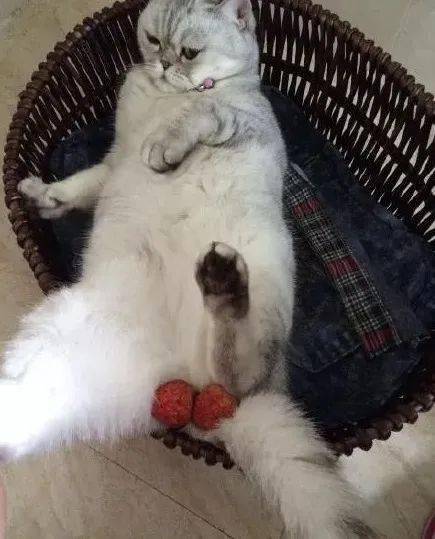 蛋蛋|喵生太艰难，猫：我受不了这委屈！