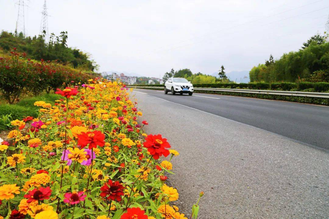 缙云花满公路处处花香