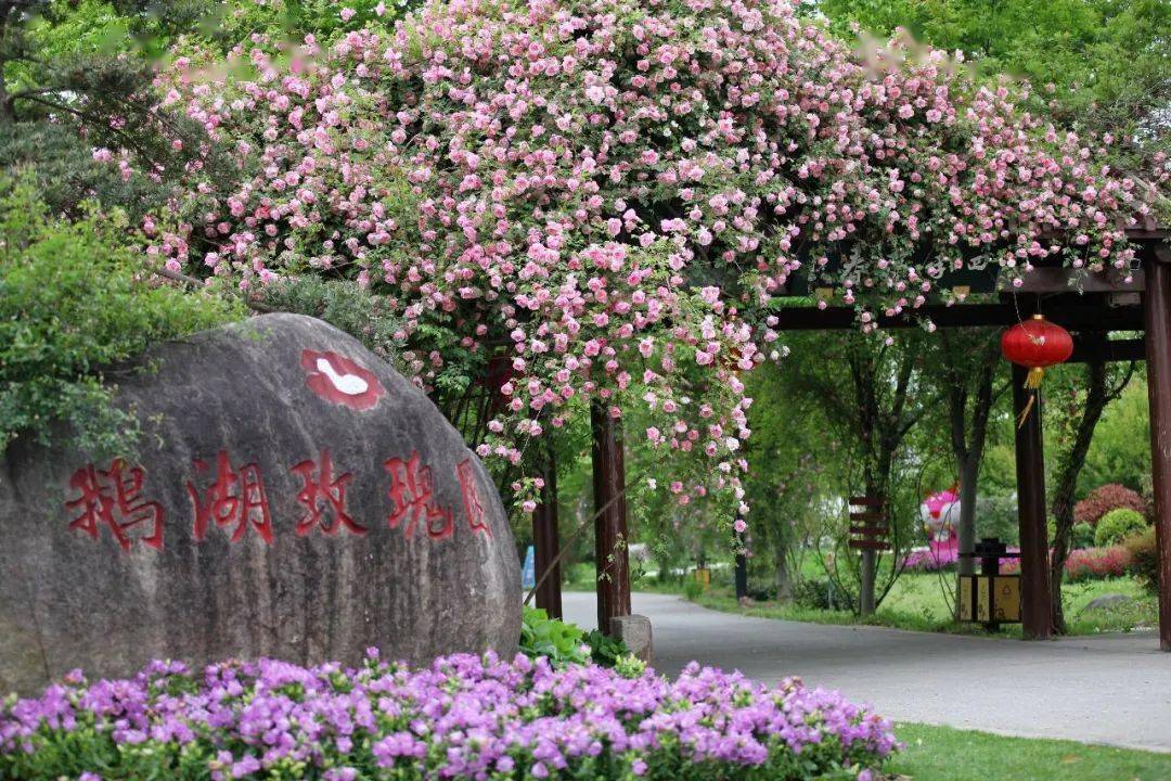 淘最无锡,鹅湖玫瑰园等编辑:郑国晗审核:龚克成发布:李