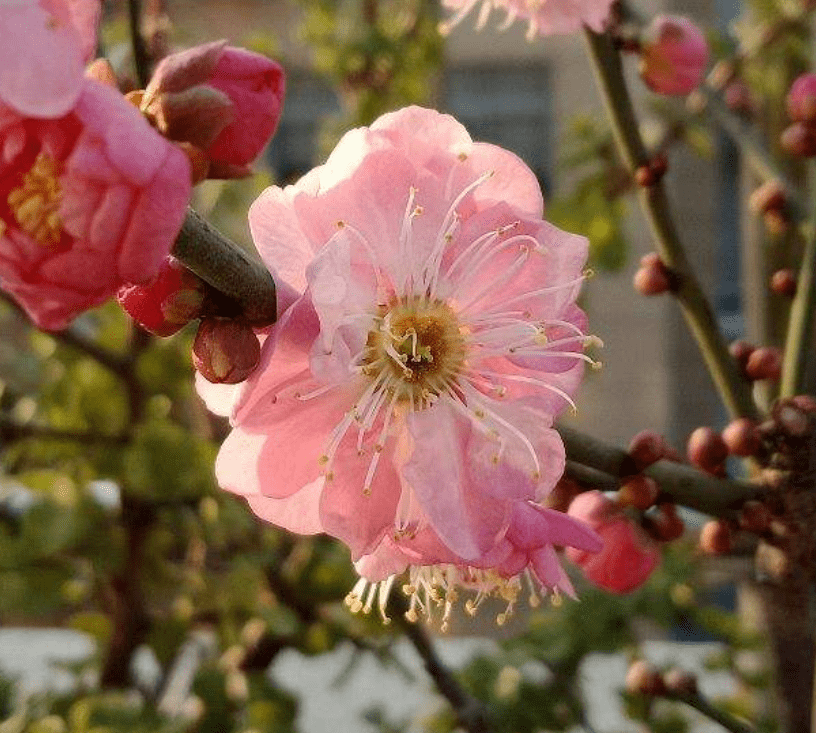 12个月各有各的花神 你出生在几月 你的花神就是它 花友