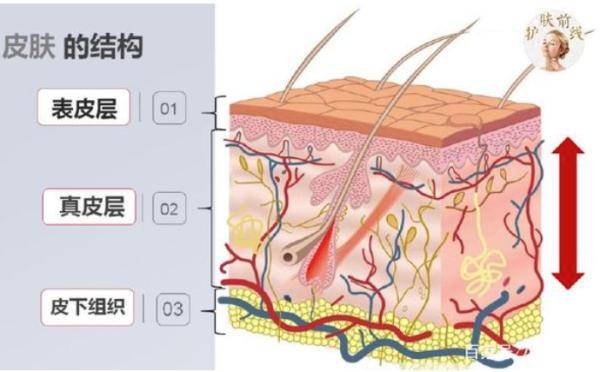 作用|泡水后手指会起皱，为什么别的地方就不会？