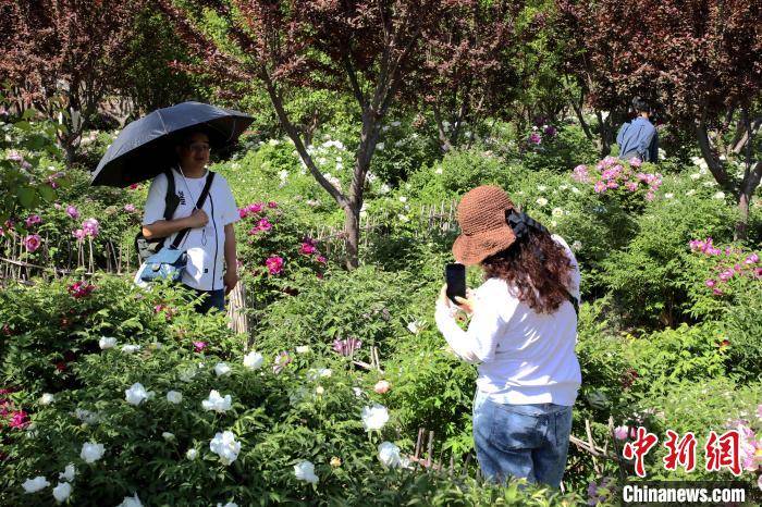 宁夏贺兰700余亩牡丹绽放吸引游客观赏打卡