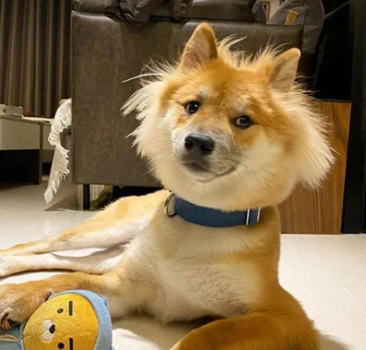 还是那句话,没有丑狗狗,但也没有天生就精致的漂亮狗狗,养狗之前