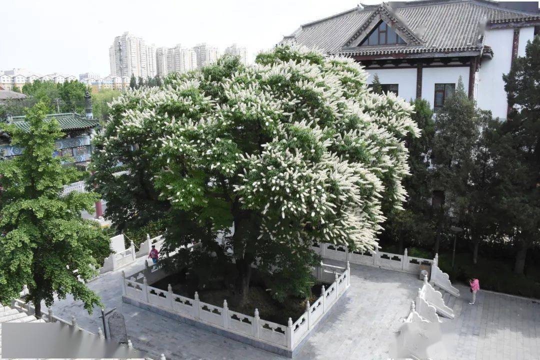罕见300年菩提古树开花北京市内仅此一株