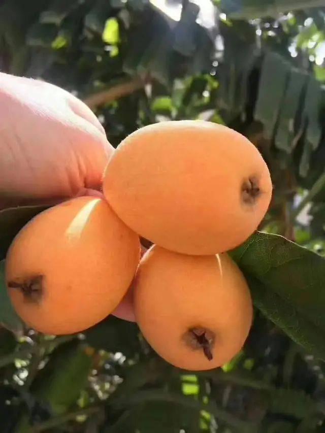 成都2021枇杷采摘地图最快05h刹拢