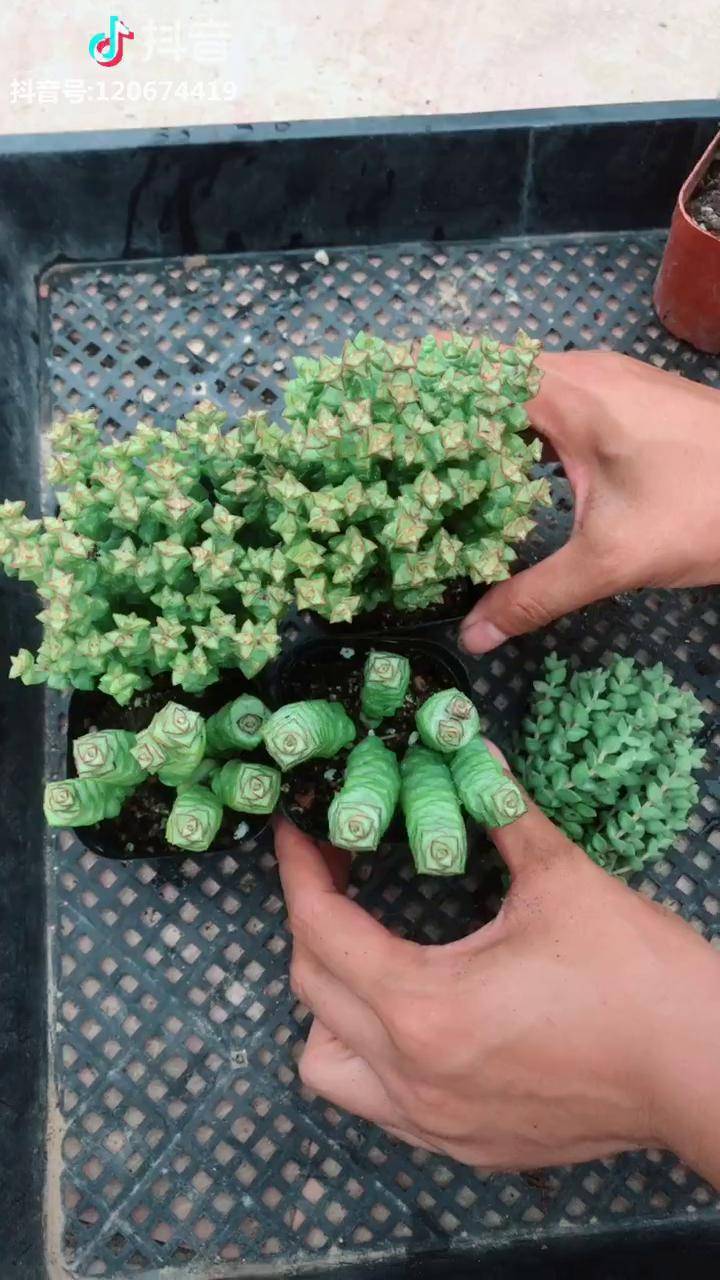 钱串小米星的区别就是一个叶大一个叶片小秋季温度25度以下干透浇透就