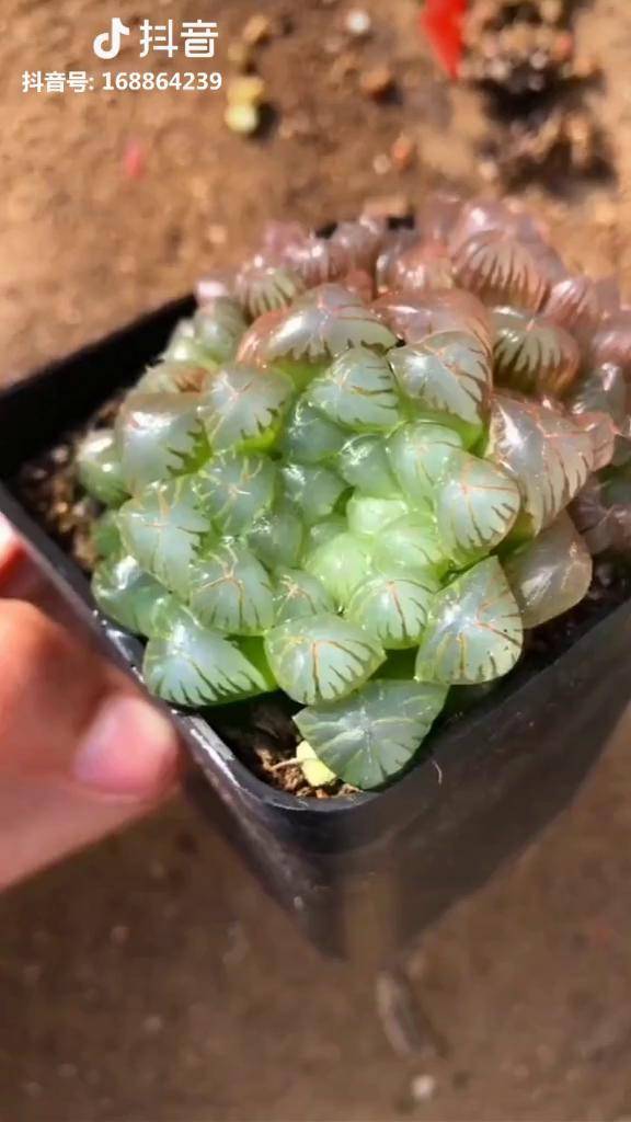 姬玉露都晒成红丝玉露了,晒了发红是因为植物接受阳光过强,这个时候