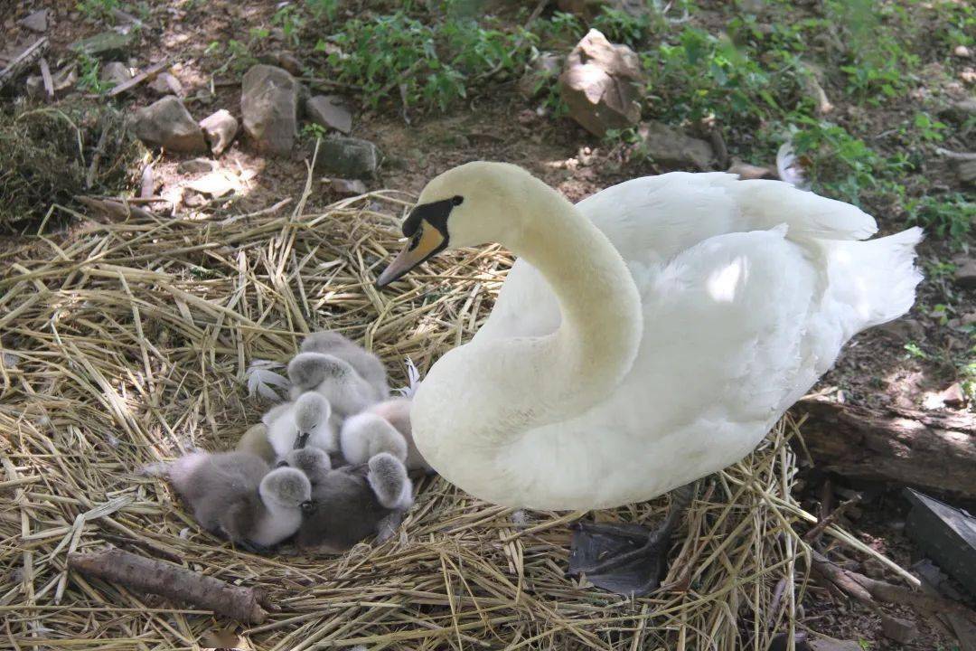 破蛋日快乐彩蛋揭秘疣鼻天鹅宝宝出生啦