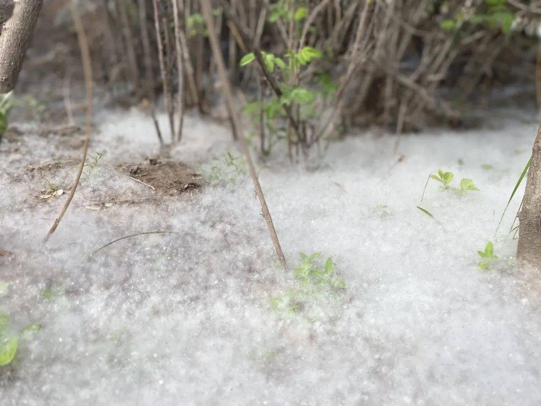 毛05毛05毛05毛05毛05恼人的杨柳絮怎么防