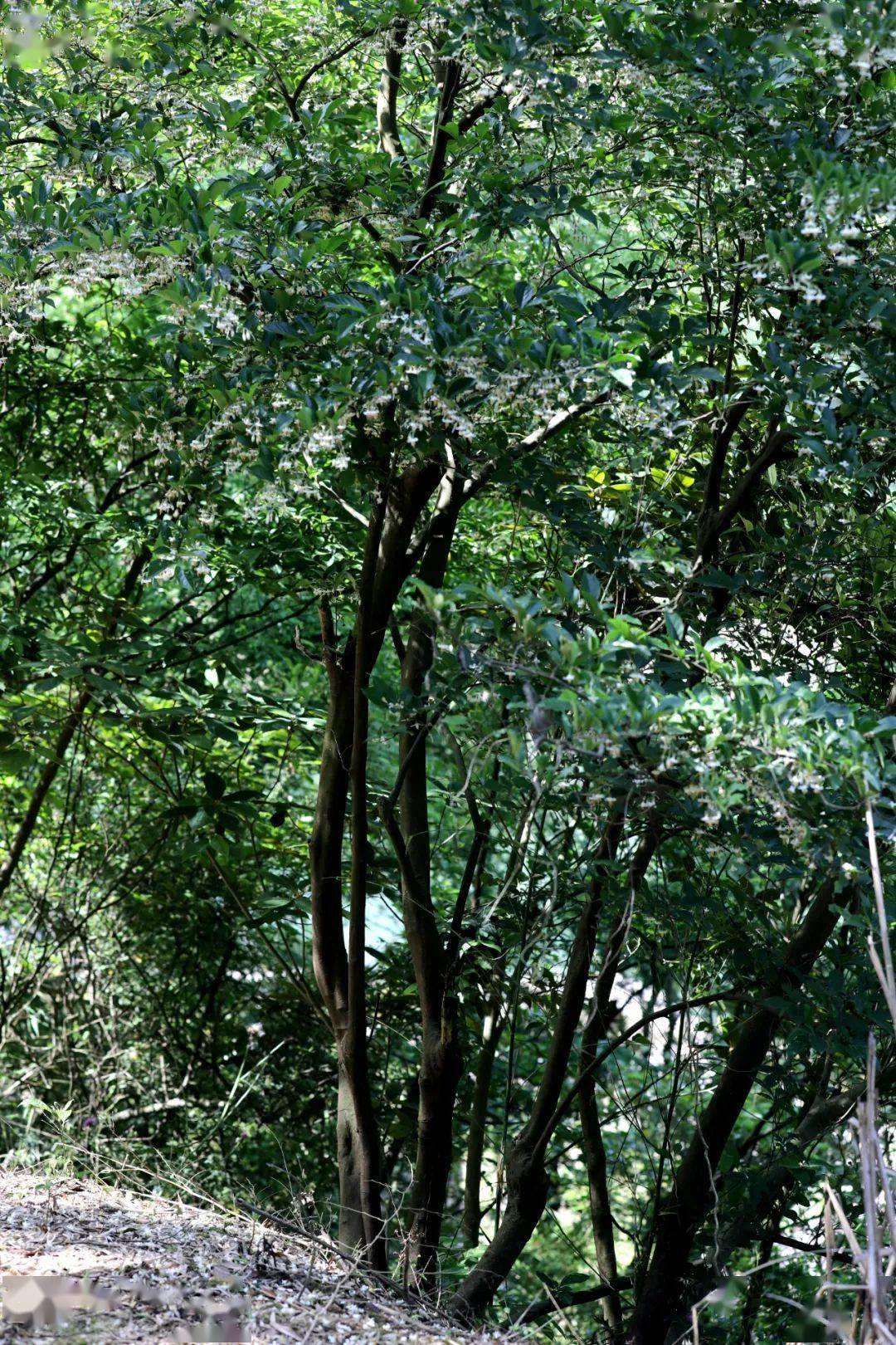 赛山梅or白花龙分不清咱们一招辨识