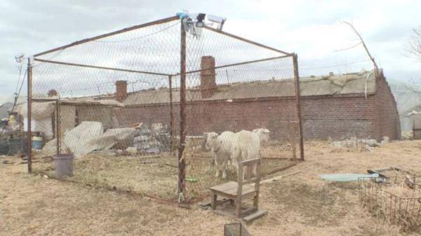 黑龙江一地疑似野狼出没，已有三只羊被袭身亡……当地紧急通知