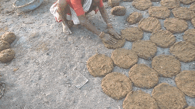 牛粪饼问世~_牛屎