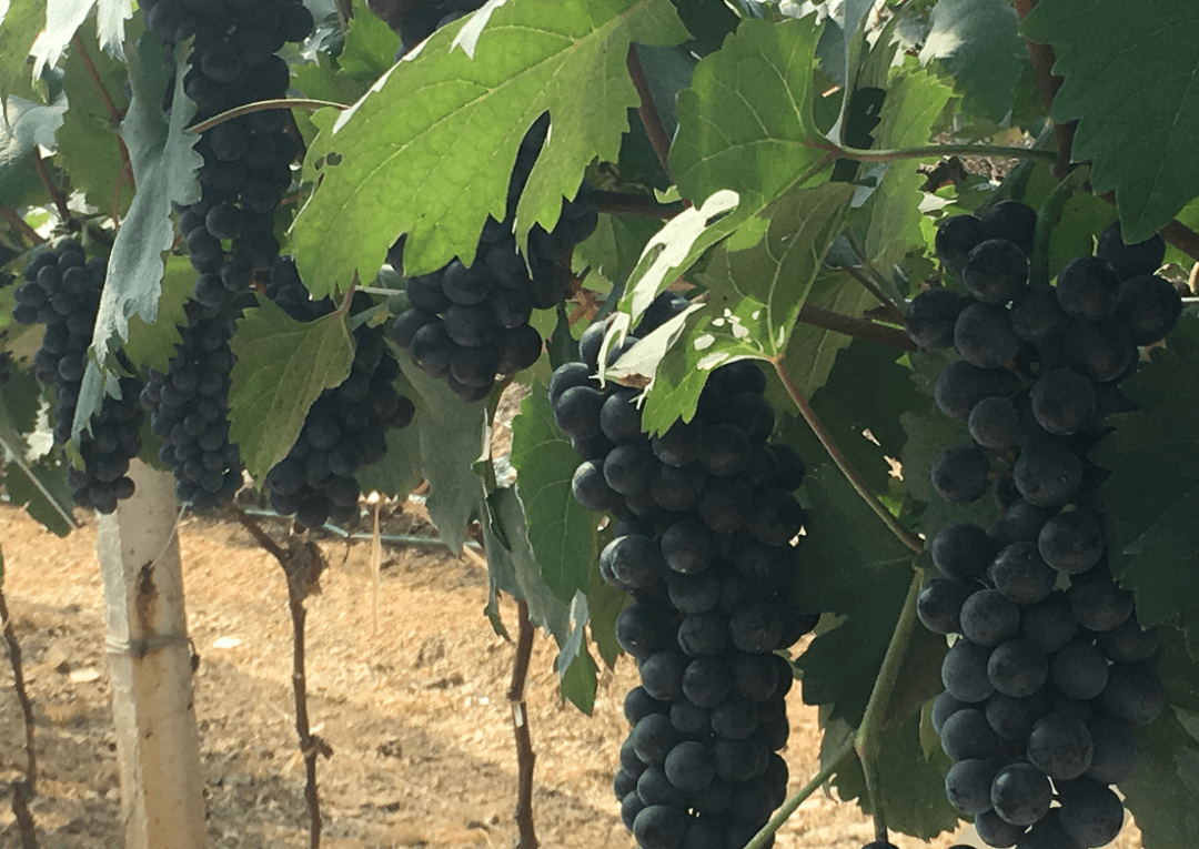 资料图伊顿庄园地址:广州市花都区狮岭镇义山村(新赤公路义山路口)