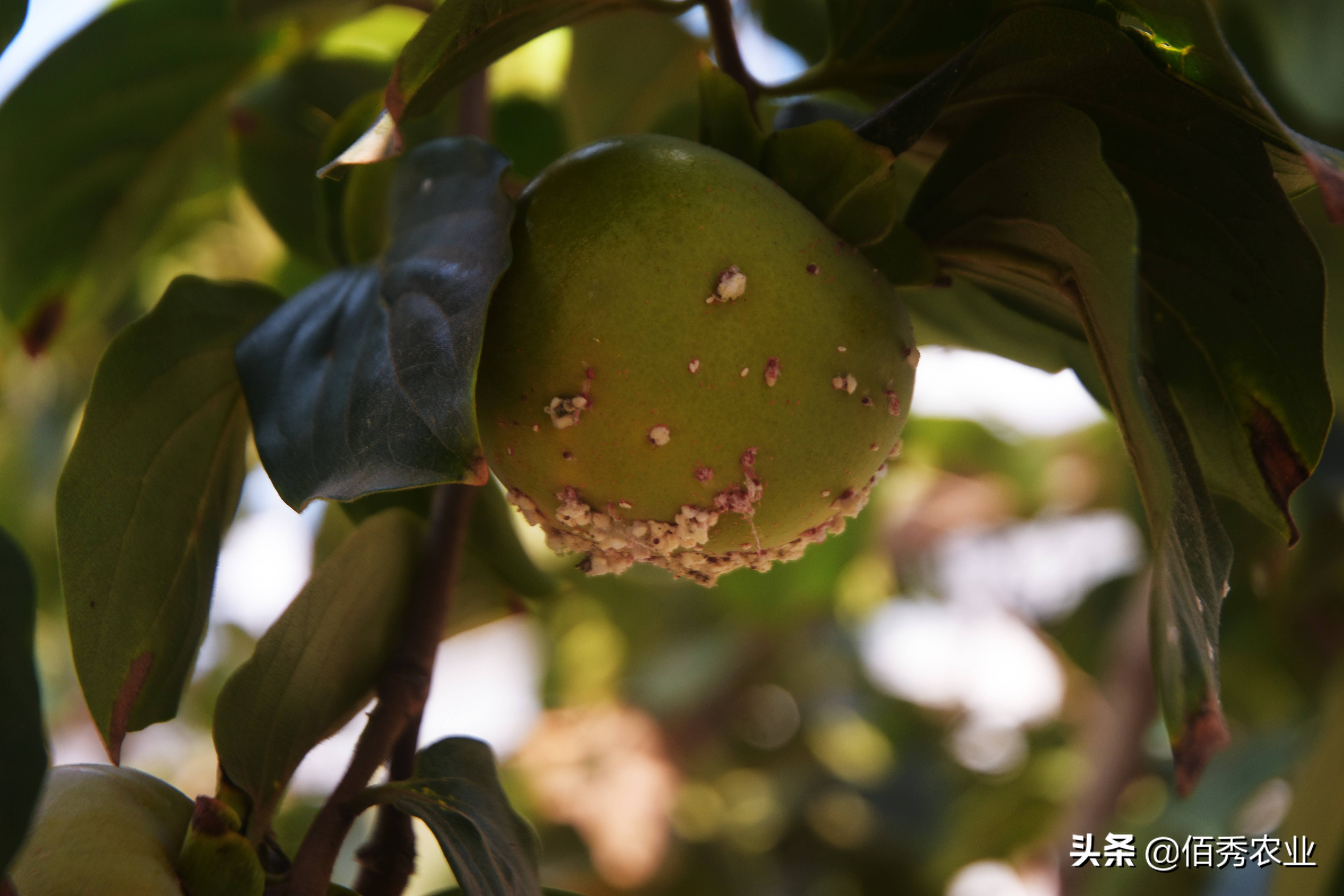 从增强药液对蚧壳虫蜡质的渗透性(直接杀死害虫)及对树体的渗透性(蚧