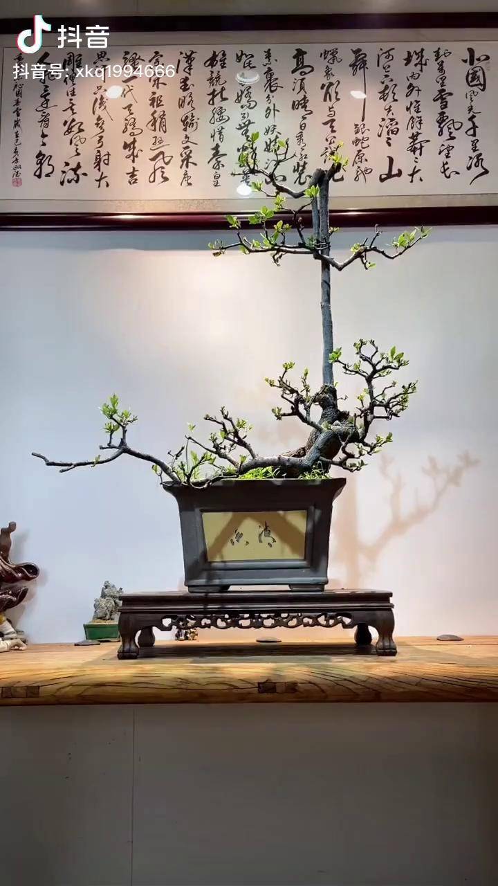 盆景艺术 时光,浓淡相宜,人心,远近相安.热门 (春花)