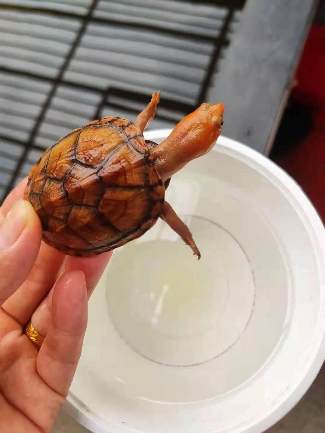 红面蛋龟最新交易价格