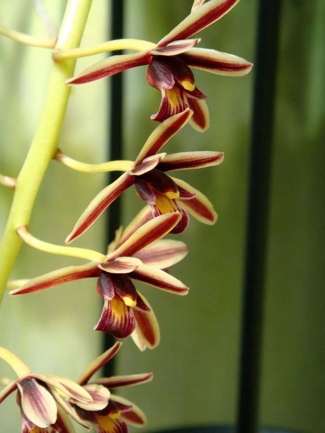 奇花异卉蕙兰缅甸之星