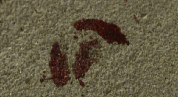 丽水一只野生动物误闯民宅地上有带血的脚印