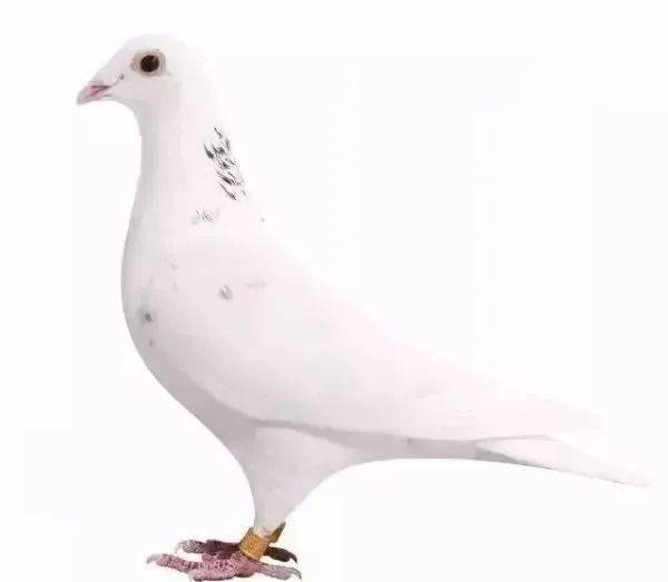 不如黑色或者灰色坚韧,所以在比赛的鸽笼中很难找到白色鸽子的影子