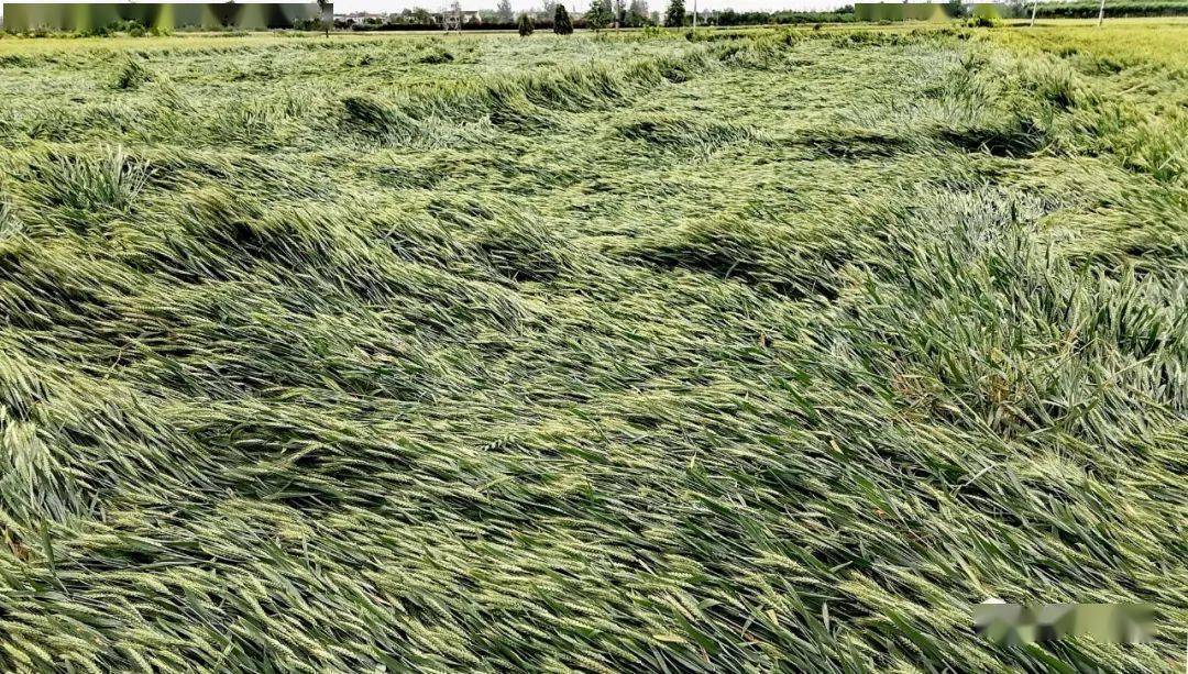 【兴平融媒】狂风突袭 小麦大面积倒伏咋办?快看答案!_进行