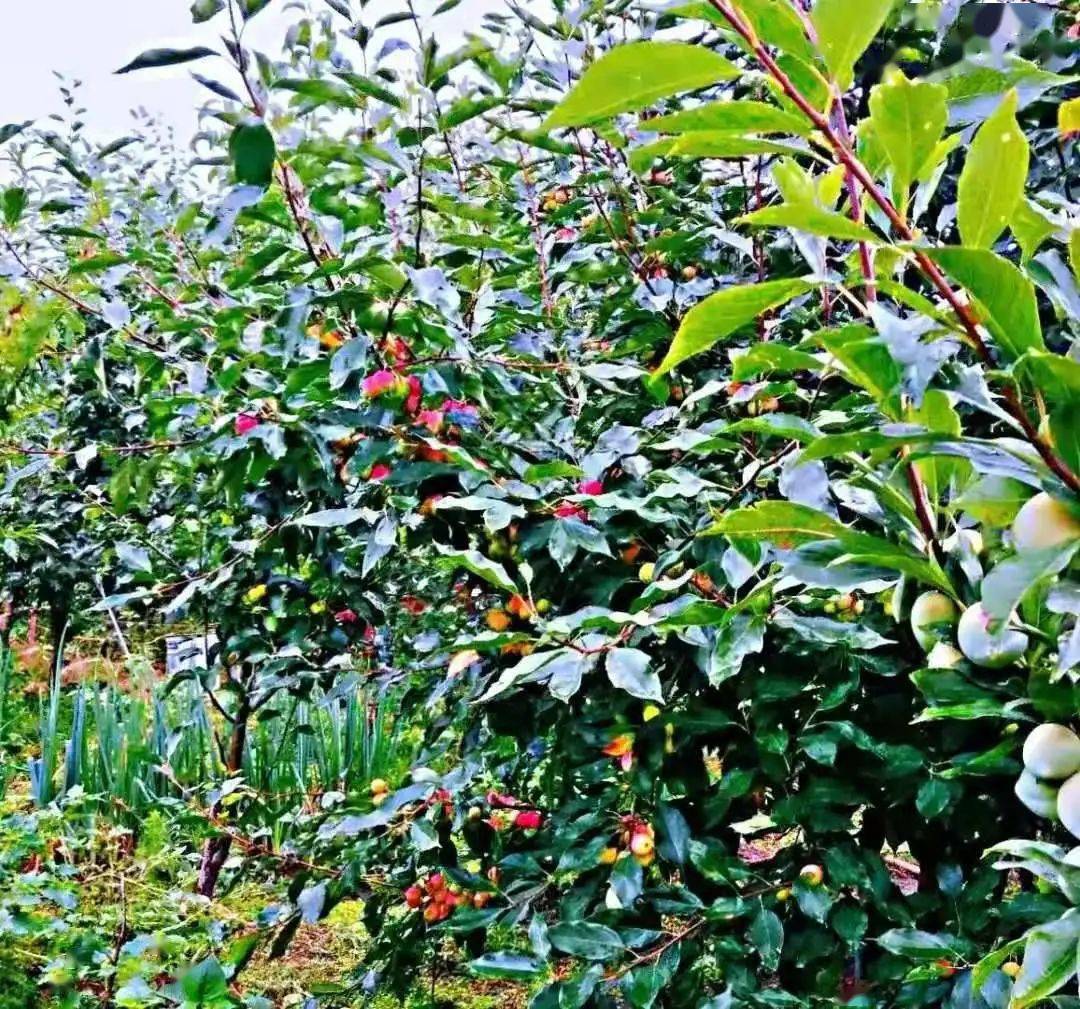 郊区农业农村现代化发展亮点频现