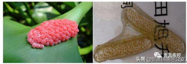 南昌已出现,就在乌沙河._田螺