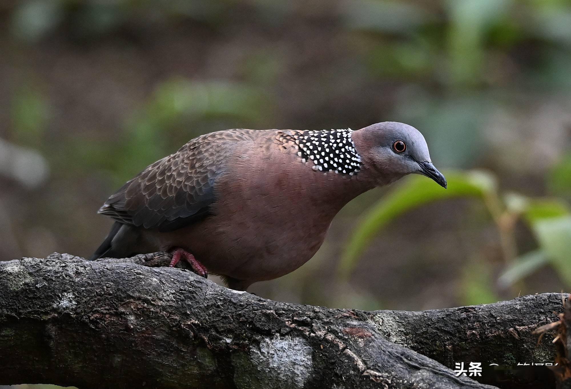 广东南岭大山里的珠颈斑鸠