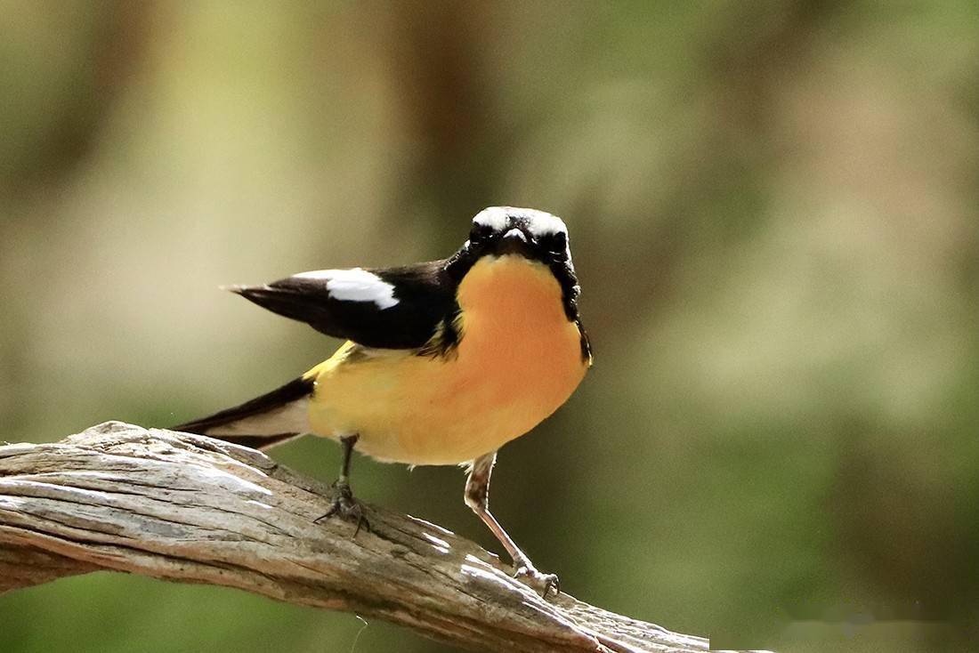 黑,白,黄搭配的小鸟来北京了